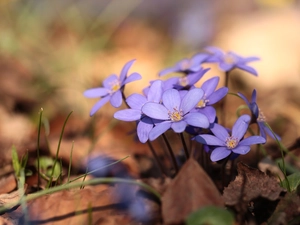 rapprochement, Liverworts, Flowers, lilac