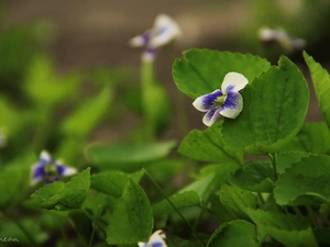 lilac, violet, White