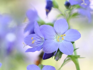 Colourfull Flowers, Wielosił blue, lilac