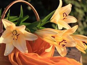 basket, shawl, lilies, Orange