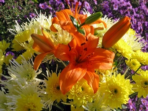 lilies, Chrysanthemums