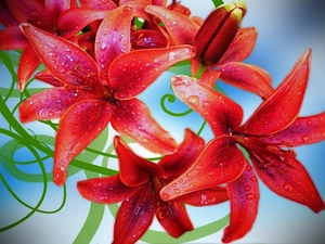 claret, drops, water, lilies