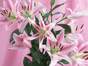 pink, lilies