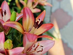 Pink, lilies