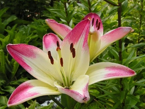 lilies, white, Pink