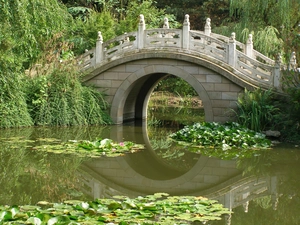 lilies, water, Pond - car, bridge, Park