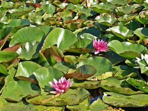 water, Pond - car, lilies