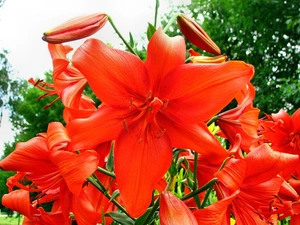 lilies, beatyfull, Red