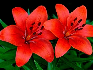 lilies, Two, Red