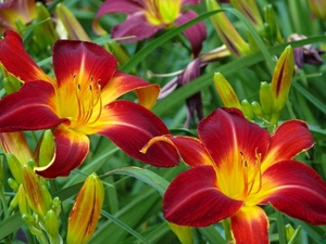 Red, lilies