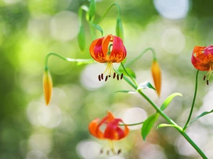 twig, Flowers, tiger Lilies