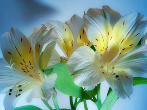 Alstroemeria, beatyfull, White