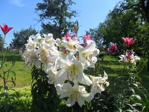 White, Pink, lilies, I