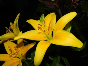 Yellow, tiger Lilies