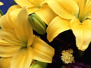 Yellow, lilies