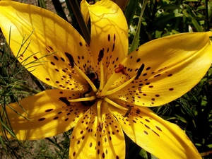 Bees, Yellow Honda, Lily