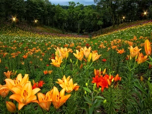 lily, tracts, Colorful