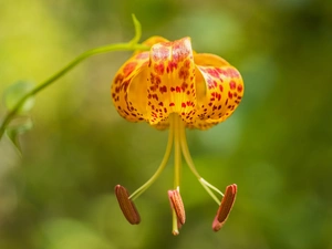 Tiger, Colourfull Flowers, Lily