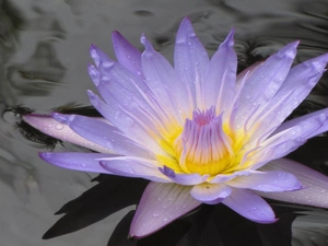 water, Colourfull Flowers, Lily