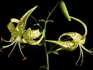 Dark Background, Tiger lily, Colourfull Flowers