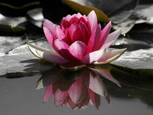 water-lily, water, Leaf