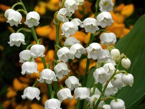 bells, lily of the Valley