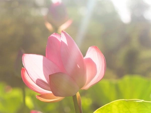 Pink, water-lily