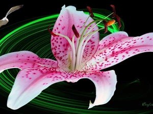 Pink, Tiger lily