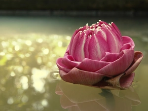 Pink, water-lily