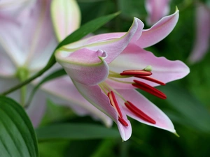 Pink, Lily