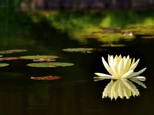 water, Pond - car, Lily