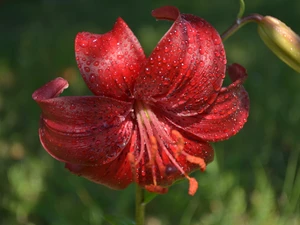 red hot, green ones, background, Tiger lily