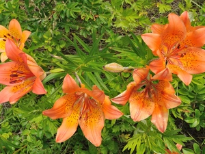 Orange, Tiger lily