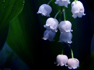 flowers, Lily of the Valley