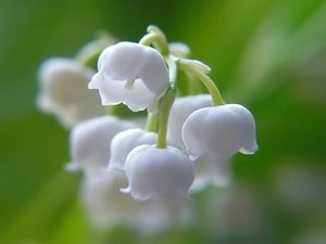twig, Lily of the Valley