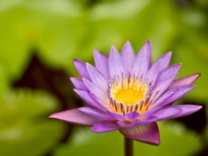 Violet, water-lily