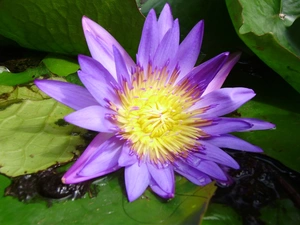 Violet, water-lily