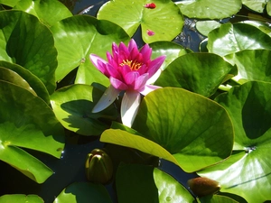 Pink, water-lily