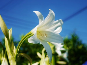 Lily, Beauty, White