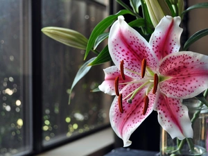 Window, Pink, Tiger lily, Night