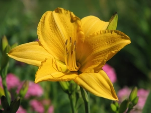 Yellow, lily