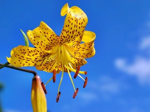 Sky, Yellow Honda, Lily