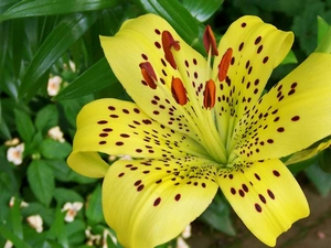 Yellow Honda, Tiger lily