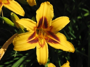 Yellow, lily