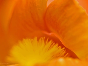 lips, iris, interior