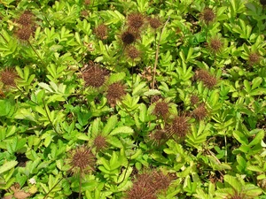 leaves, Acena Buchanana, little doggies