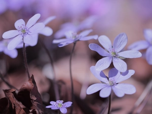 Liverworts, developed, Blue