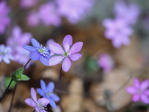 Flowers, Liverworts, Blue, Hepatica, Pink