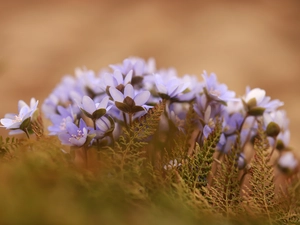 cluster, lilac, Flowers, Liverworts