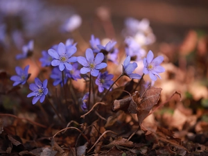 cluster, purple, Flowers, Liverworts